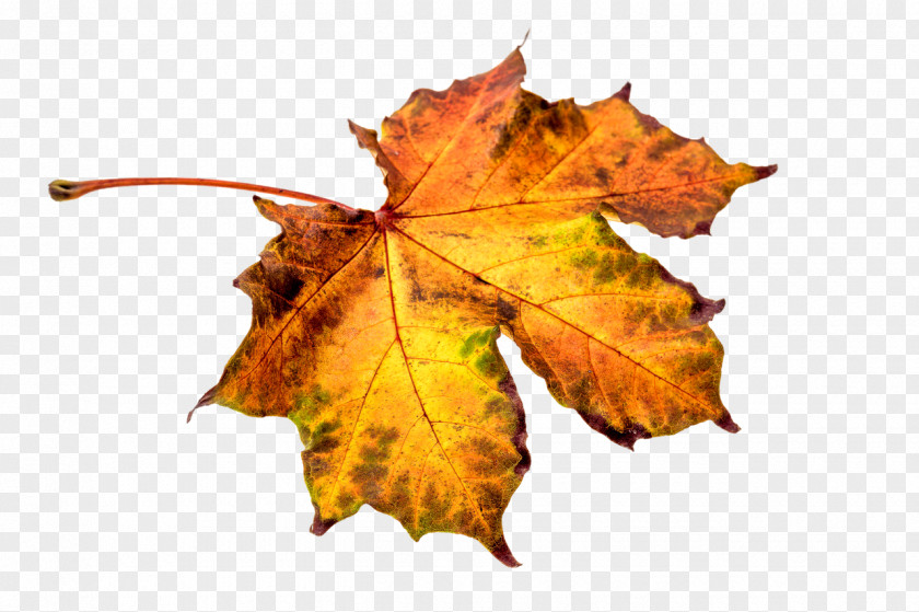 Autumn Clip Art Image Download Transparency PNG