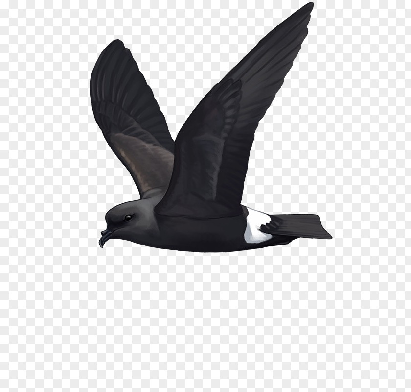 Bird Band-rumped Storm Petrel Seabird Berlengas Hydrobates Castro PNG