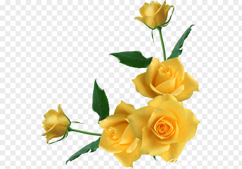 Corner Flower Garden Roses Rosa Gallica Yellow PNG