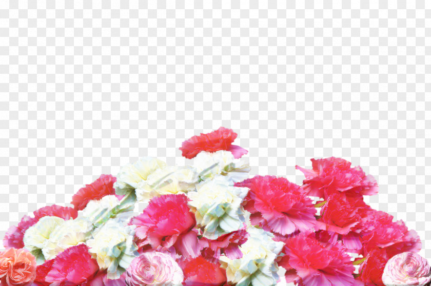 Hydrangea Perennial Plant Pink Flowers Background PNG