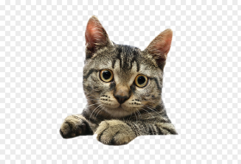 Kitten Siamese Cat Tabby Pet Clip Art PNG