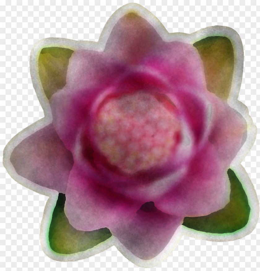 Lotus Family Aquatic Plant Petal Pink Flower Violet PNG