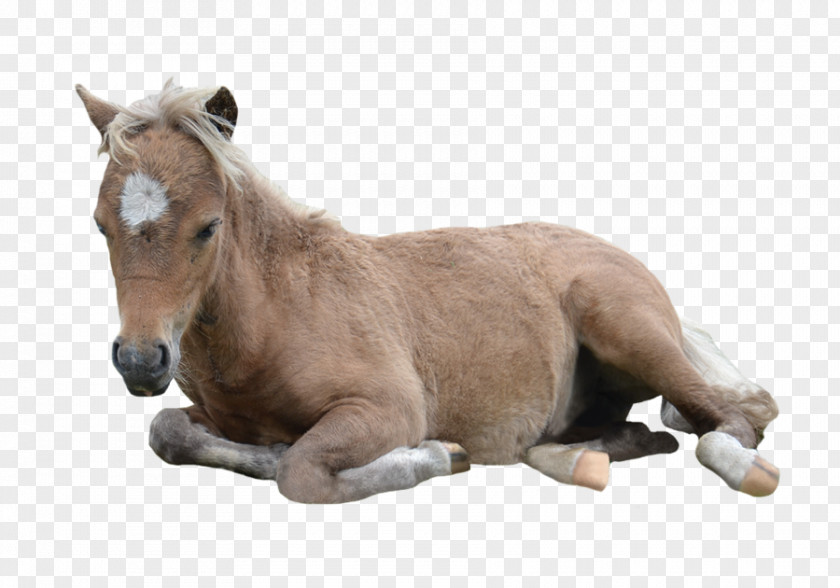 Pony American Miniature Horse Paint Arabian Mustang PNG