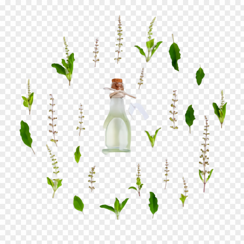 Vascular Plant Lily Of The Valley Green Leaf Bottle Grass PNG