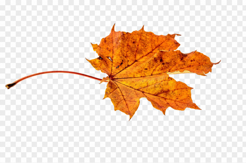Autumn Leaf Color Orange PNG