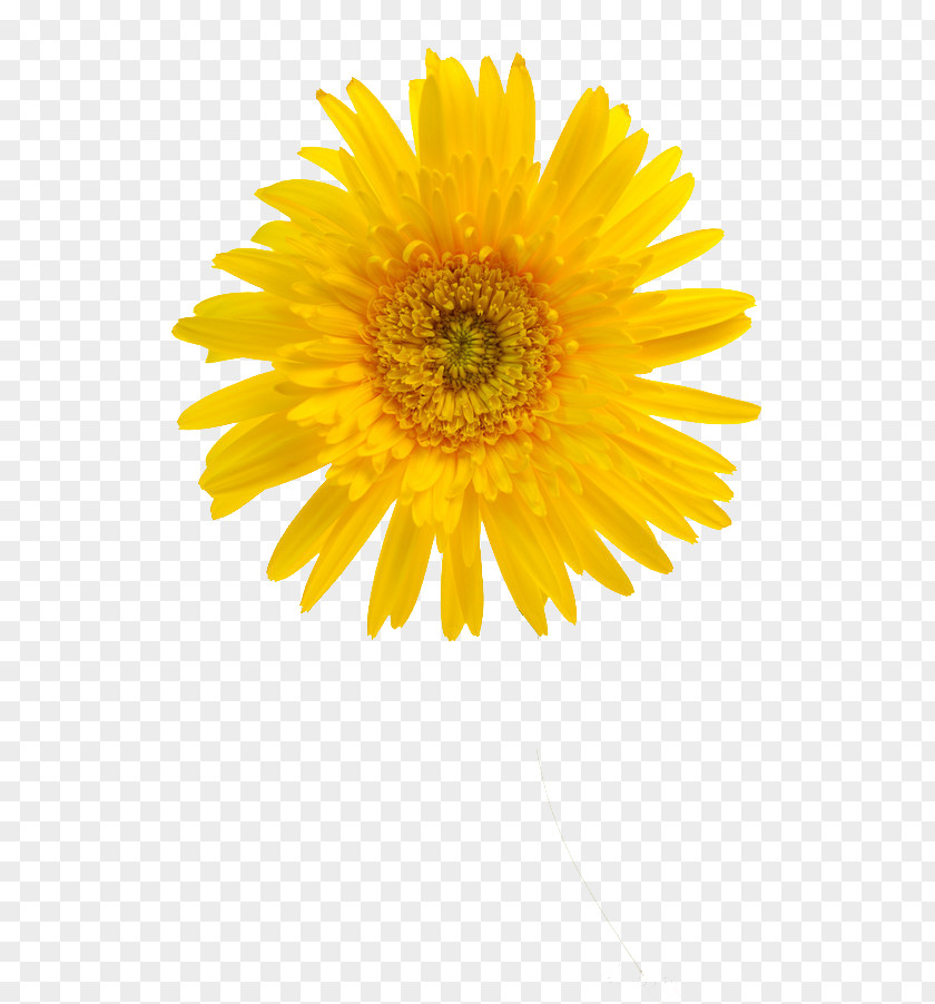 Chrysanthemum Common Sunflower Student Movement Yellow Petal PNG