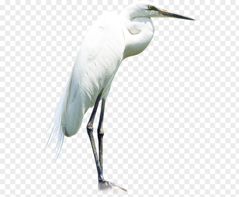 Egret PNG clipart PNG