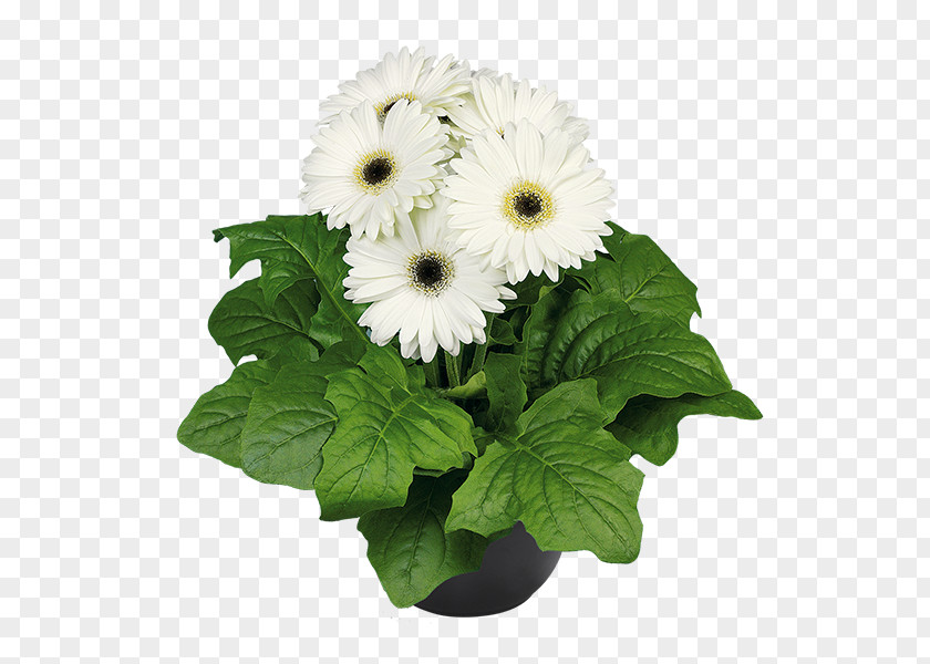 Gerbera Transvaal Daisy Cut Flowers Flowerpot Greenhouse Aldershot PNG