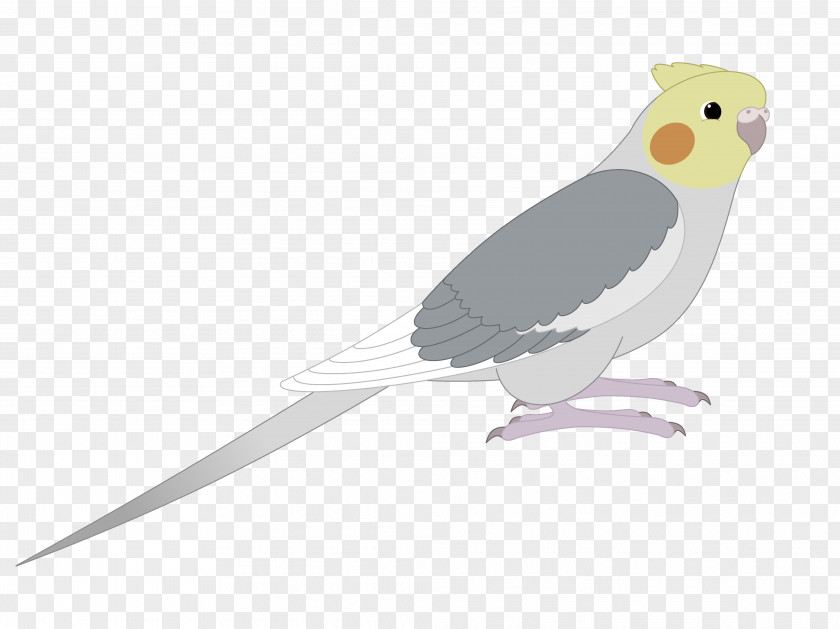 Bird Cockatiel Parakeet Beak Feather PNG