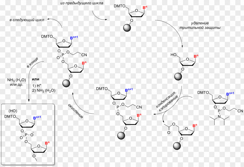 Can Modify Oligonucleotide Synthesis Chemical Reaction Chemistry PNG