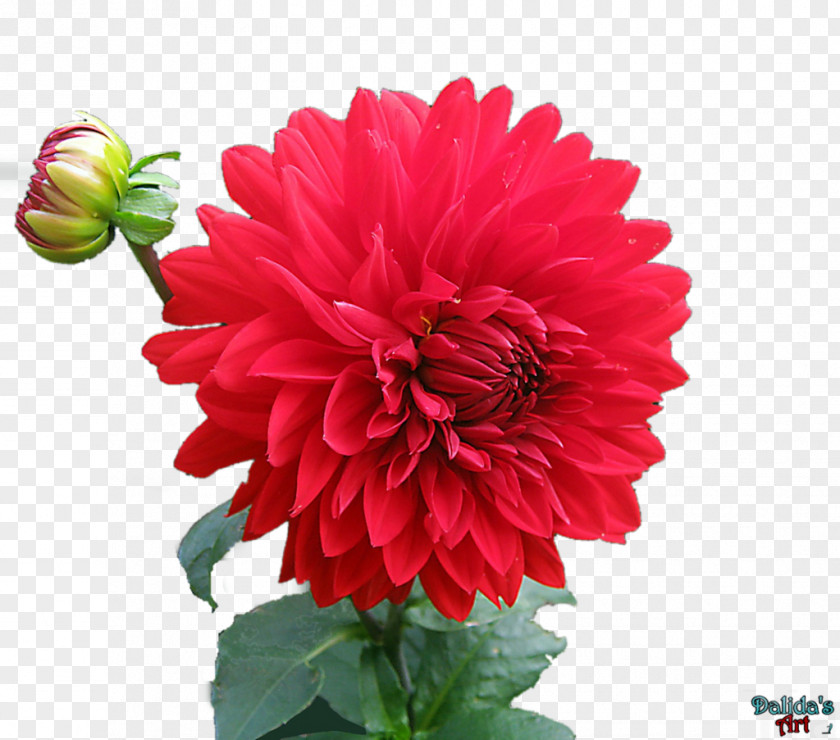 情人节玫瑰 Flower Dahlia Desktop Wallpaper Clip Art PNG