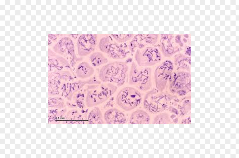 Microscope Slides Spermatocyte Cell Meiosis Cèl·lula Animal PNG