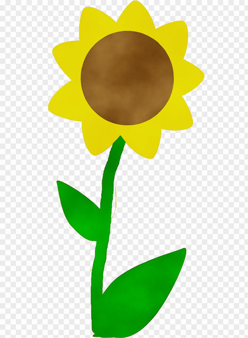 Plant Stem Flowering Sunflower PNG