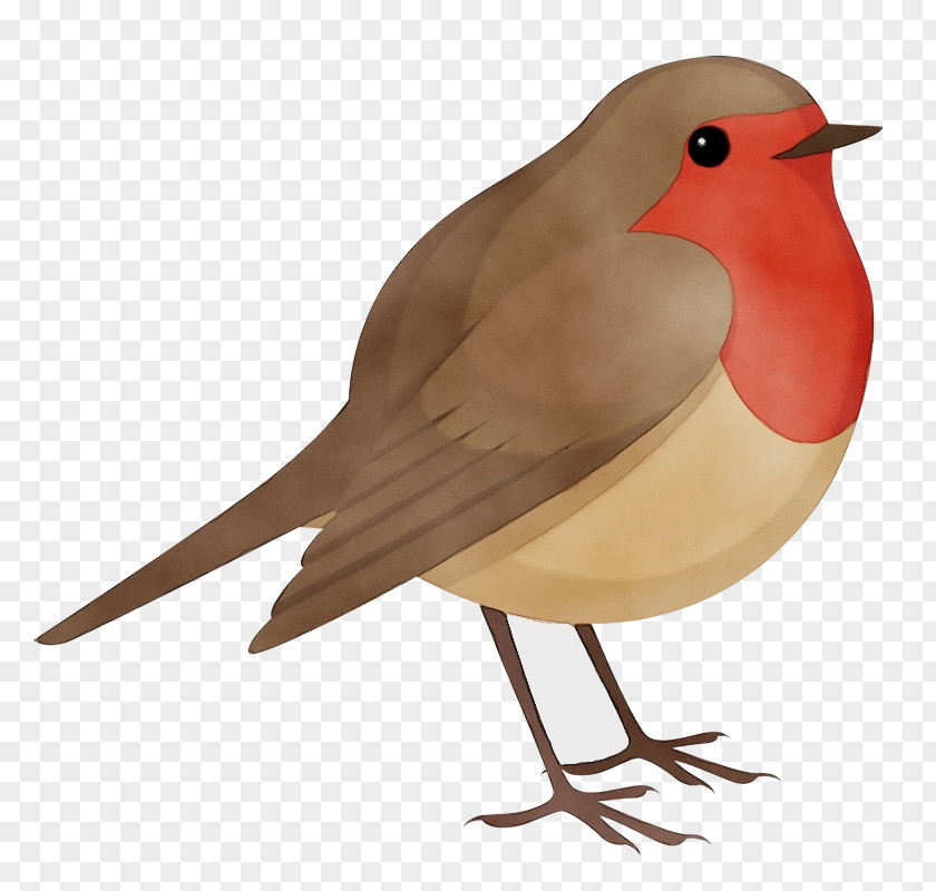 Robin Nightingale Feather PNG
