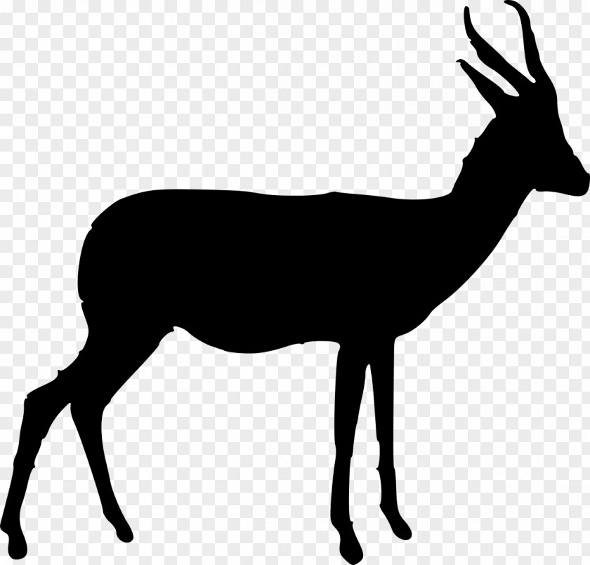 Arabian Oryx Springbok Antelope Gazelle Horn Clip Art PNG