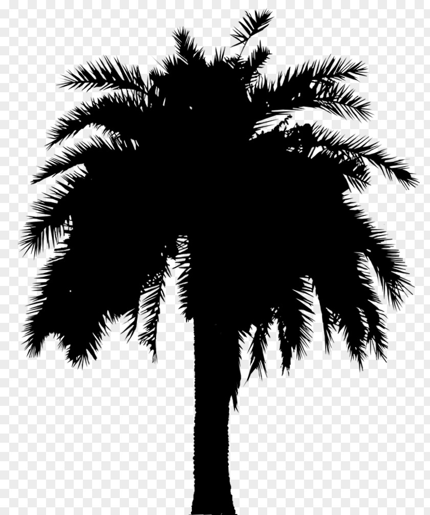 Asian Palmyra Palm Date Leaf Trees Silhouette PNG