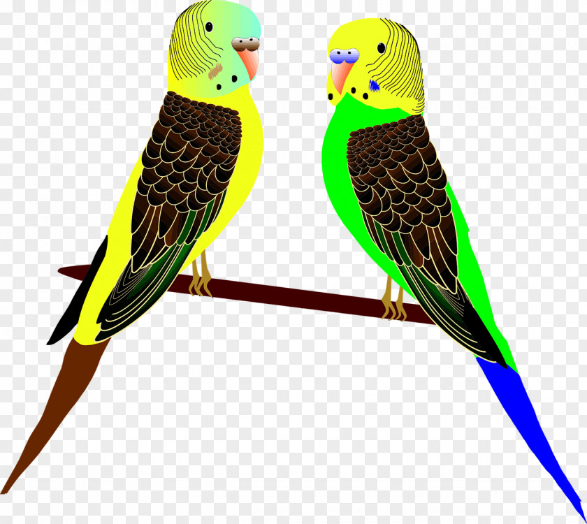 Parrot Budgerigar Bird Cockatiel Clip Art PNG