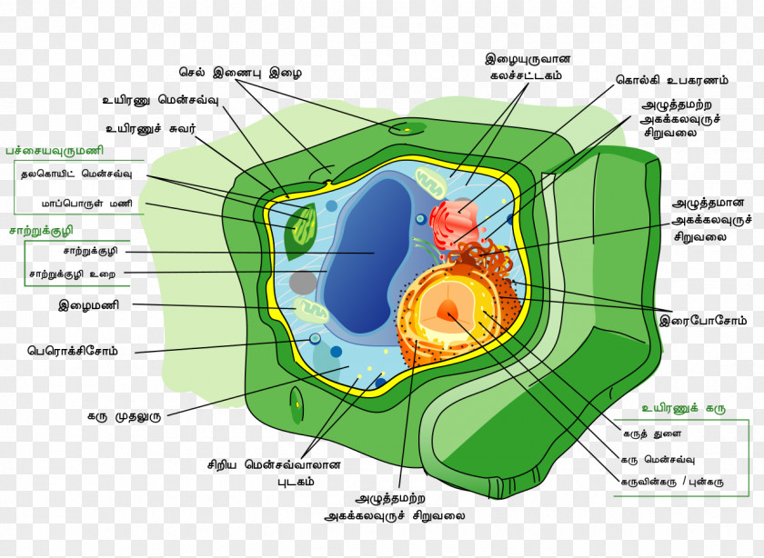 Plant Cell Wall Nucleus PNG
