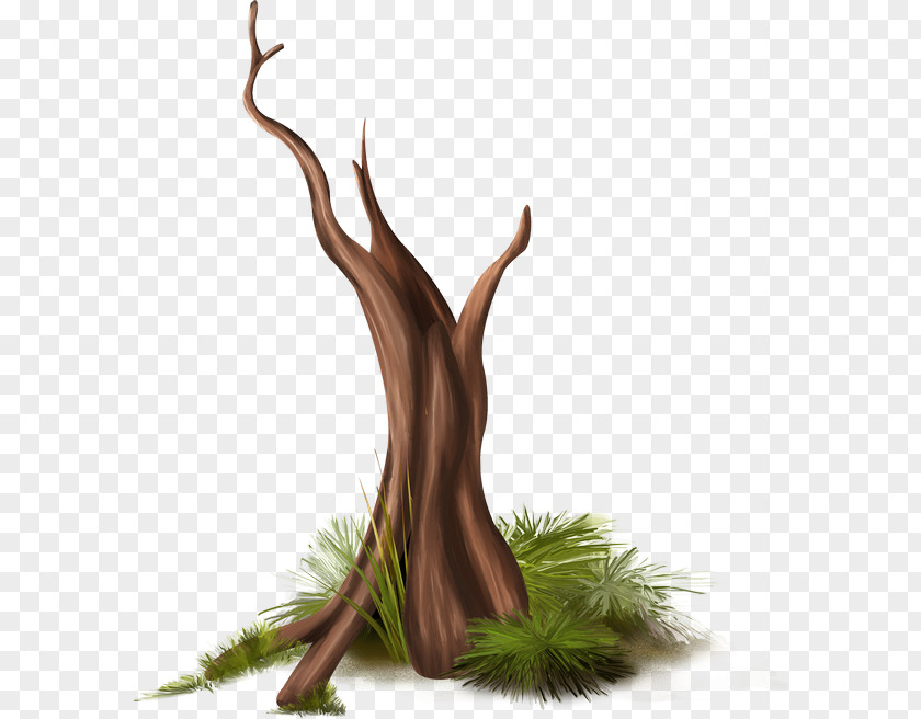Tree Branch Plant Drawing PNG