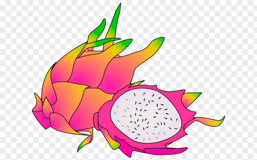 Dragon Fruit Pitaya Clip Art PNG