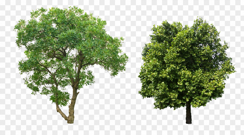 Eucalyptus And Camphor Picture Material PNG