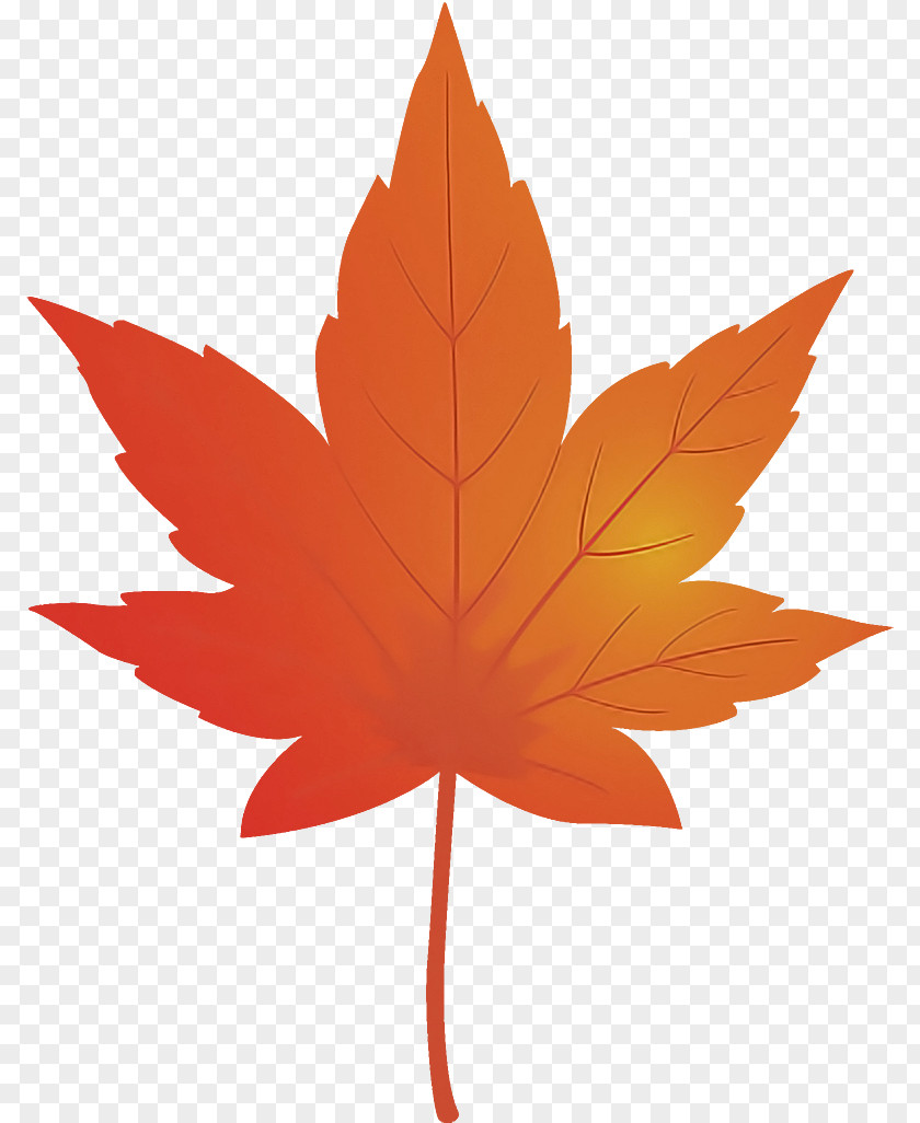 Maple Leaf Fallen Dead PNG