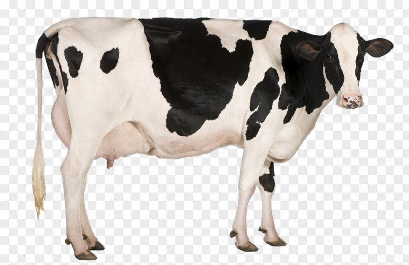 Milk Holstein Friesian Cattle Dairy Farming PNG