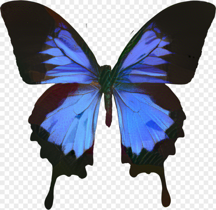 Papilio Brushfooted Butterfly PNG
