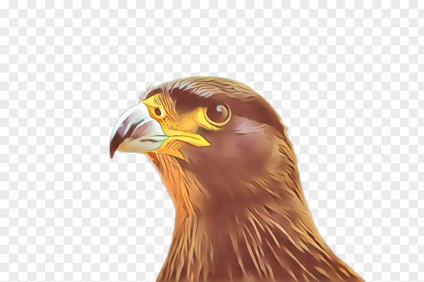 Bird Beak Of Prey Golden Eagle PNG