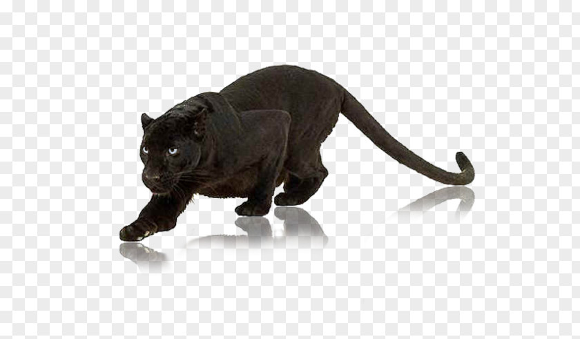 Cat Panther Animal Wildlife Clip Art PNG
