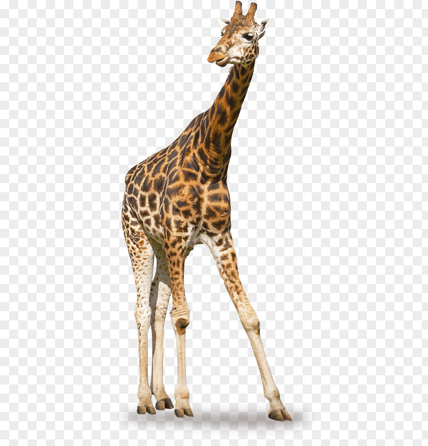 Giraffe Book Stock Photography Royalty-free PNG
