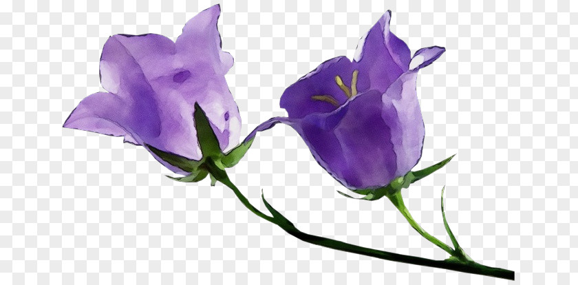 Lavender PNG