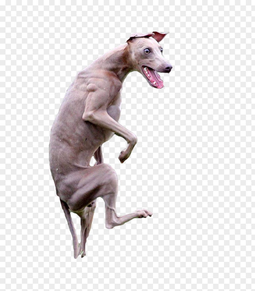 Whippet Italian Greyhound Spanish Sloughi PNG