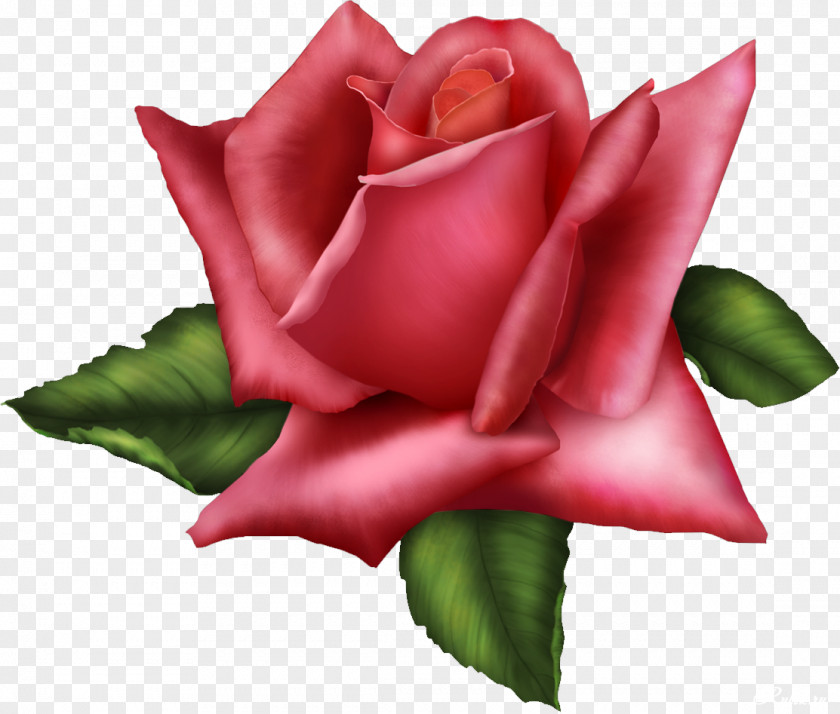 Attractive Rose Garden Roses Flower Red Clip Art PNG