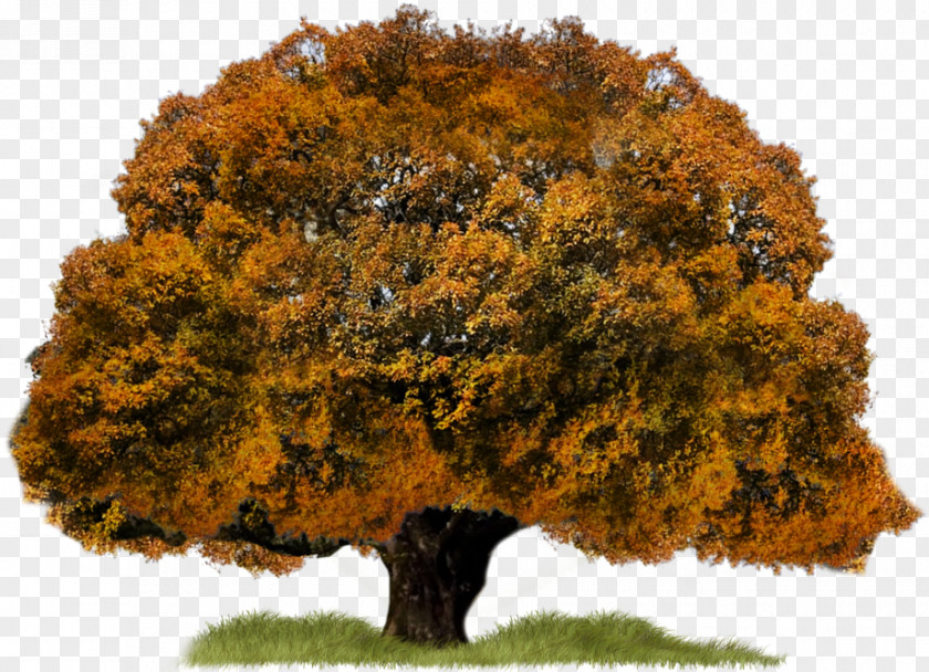 Autumn Tree Download PNG