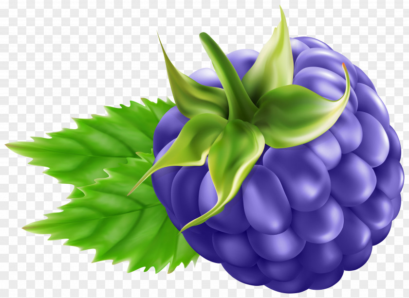 Blackberry Transparent Clip Art Raspberry Grape PNG