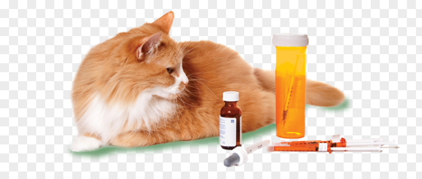 Dog Cat Veterinarian Pharmaceutical Drug Medicine PNG