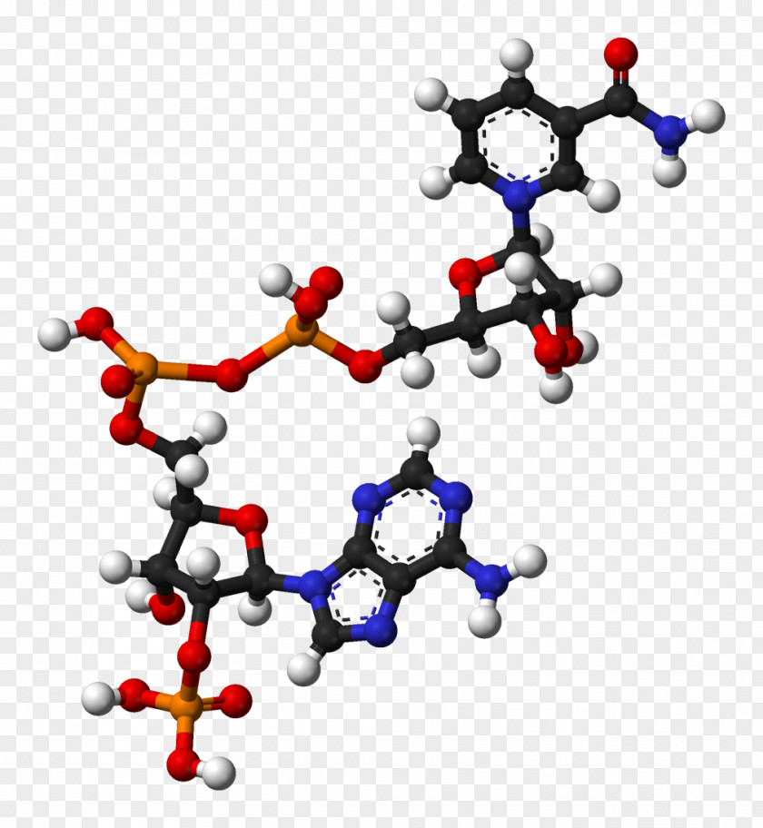 Nicotinamide Adenine Dinucleotide Phosphate Flavin Redox PNG