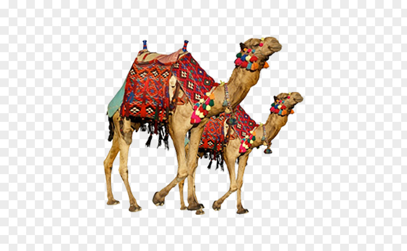 Real Camel Two Bactrian Dromedary Safari Display Resolution PNG