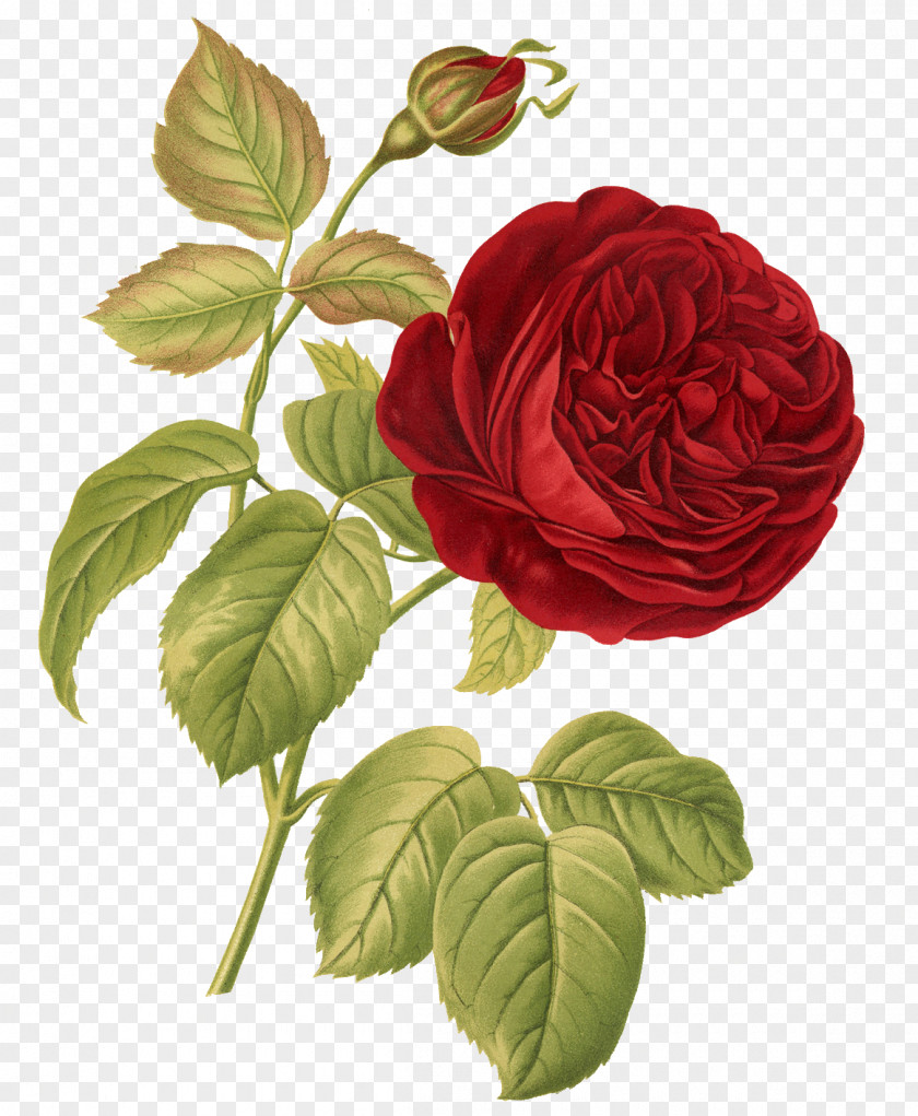 Rose Botany Botanical Illustration Flower PNG