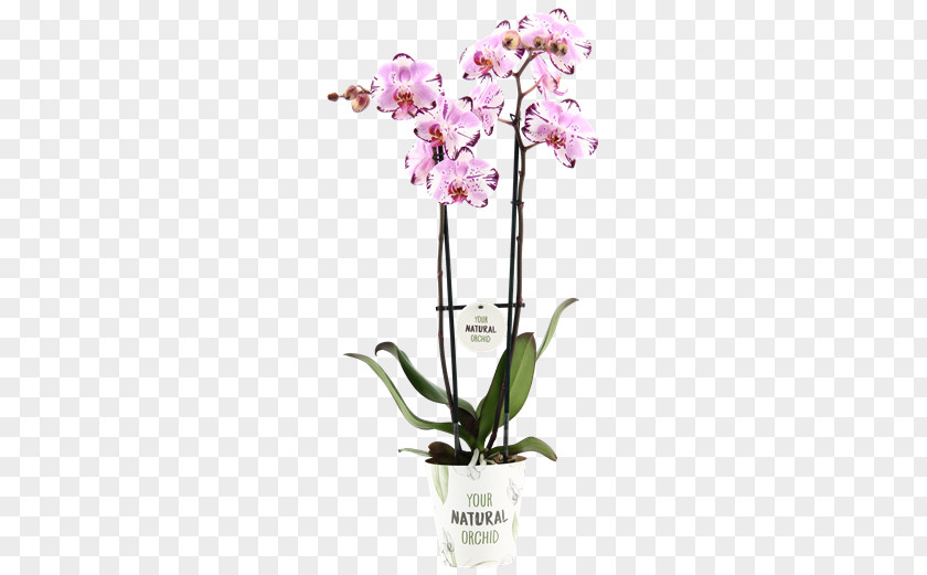80 20 Moth Orchids Cattleya Cut Flowers PNG