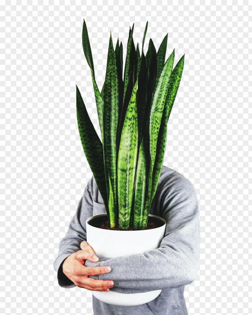 Aloe Vera PNG