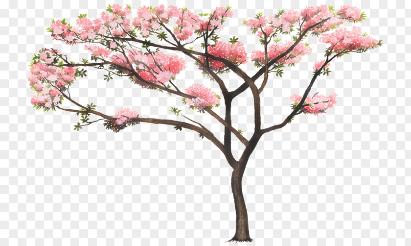 Arboles Tabebuia Rosea Tree Nature Woody Plant PNG