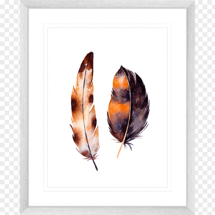 Feather White Color Picture Frames PNG