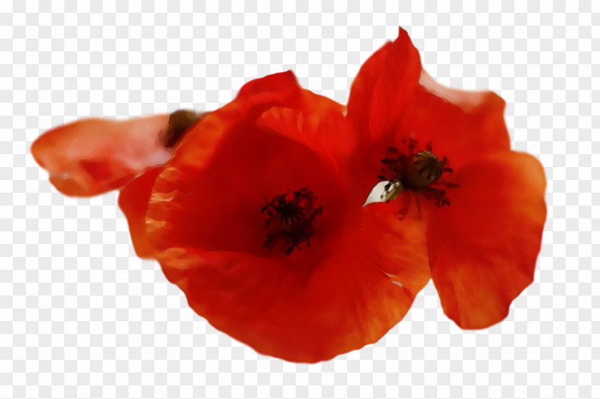 Flower Petal Coquelicot 0jc The Poppy Family PNG