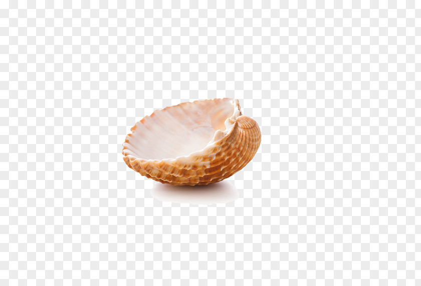 Shell Photos Seashell Google Images PNG
