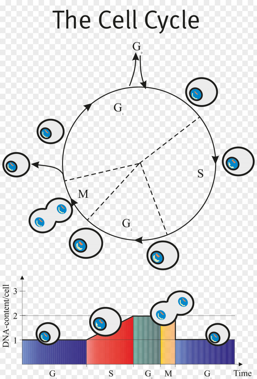 Flow Cytometry Cell Cycle DAPI PNG