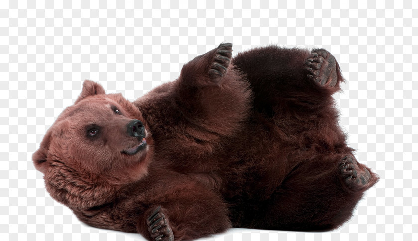 Naive Black Bear PNG