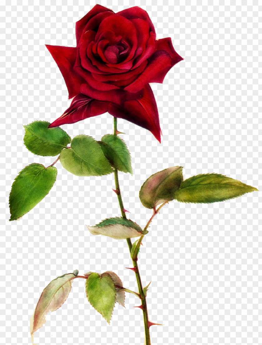 Red Rose Valentines Day Greeting Card Idea Heart PNG