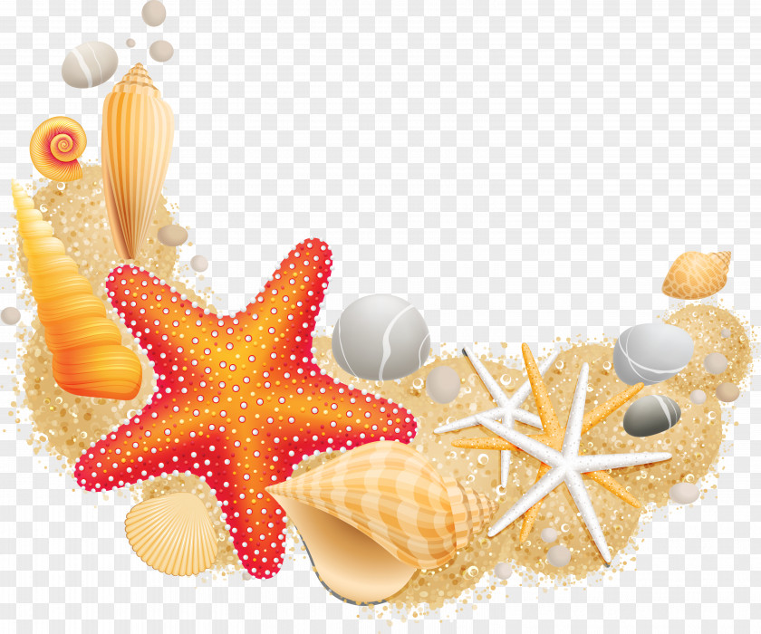 Seashell Sea Starfish Mollusc Shell Vecteur PNG